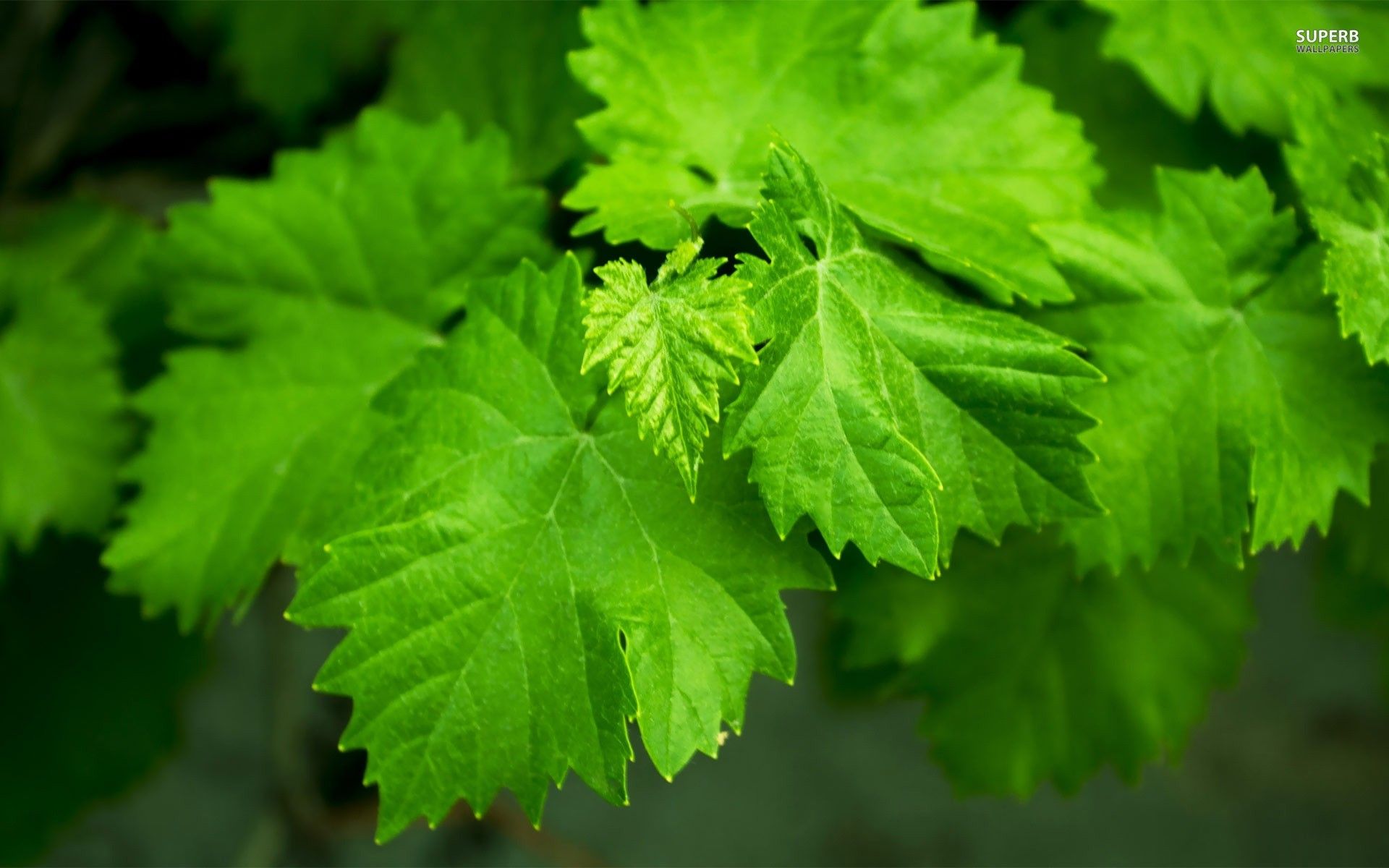 Green Leaf Wallpaper HD (más de 70 imágenes)