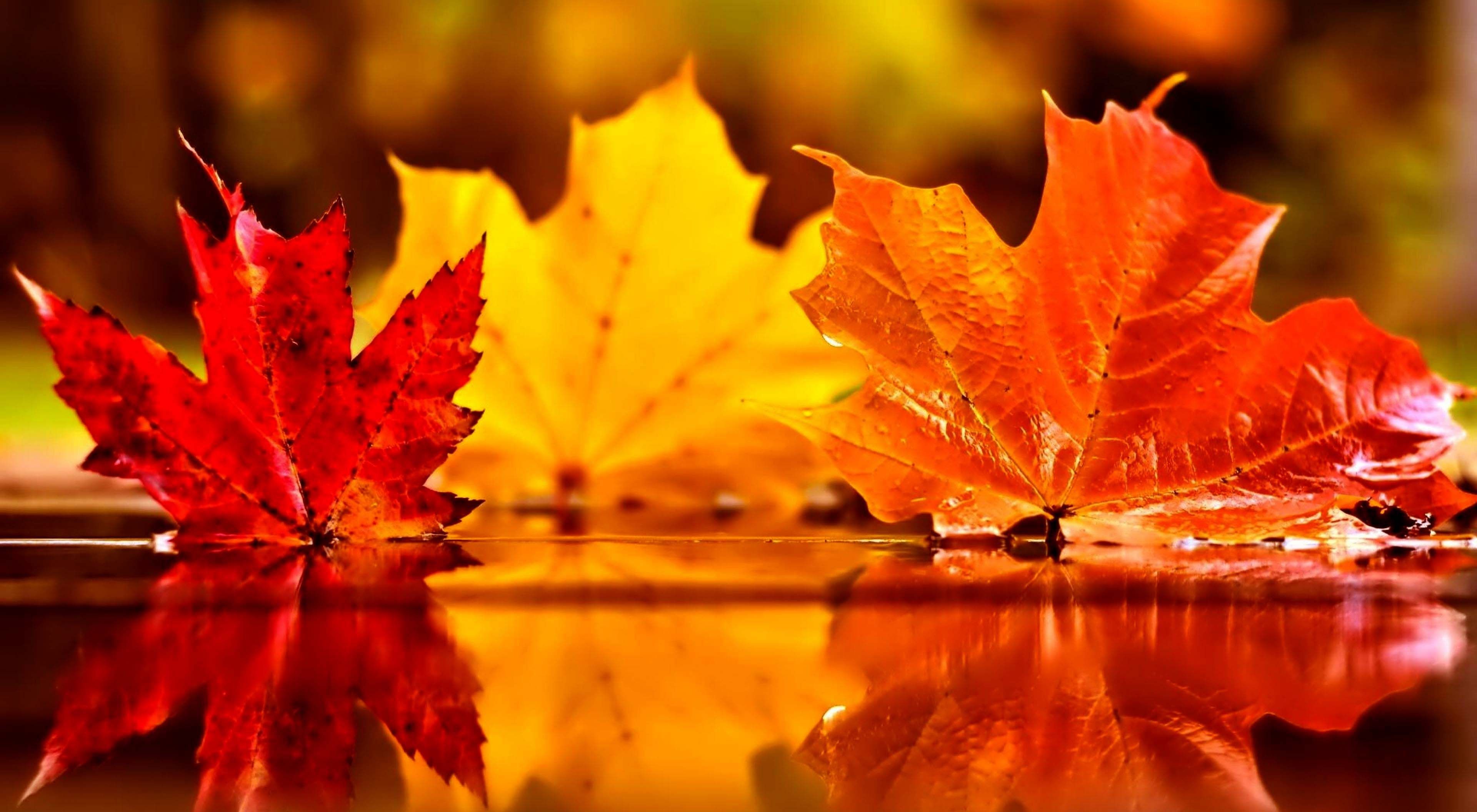Más de 69 fondos de pantalla de Autumn Leaf