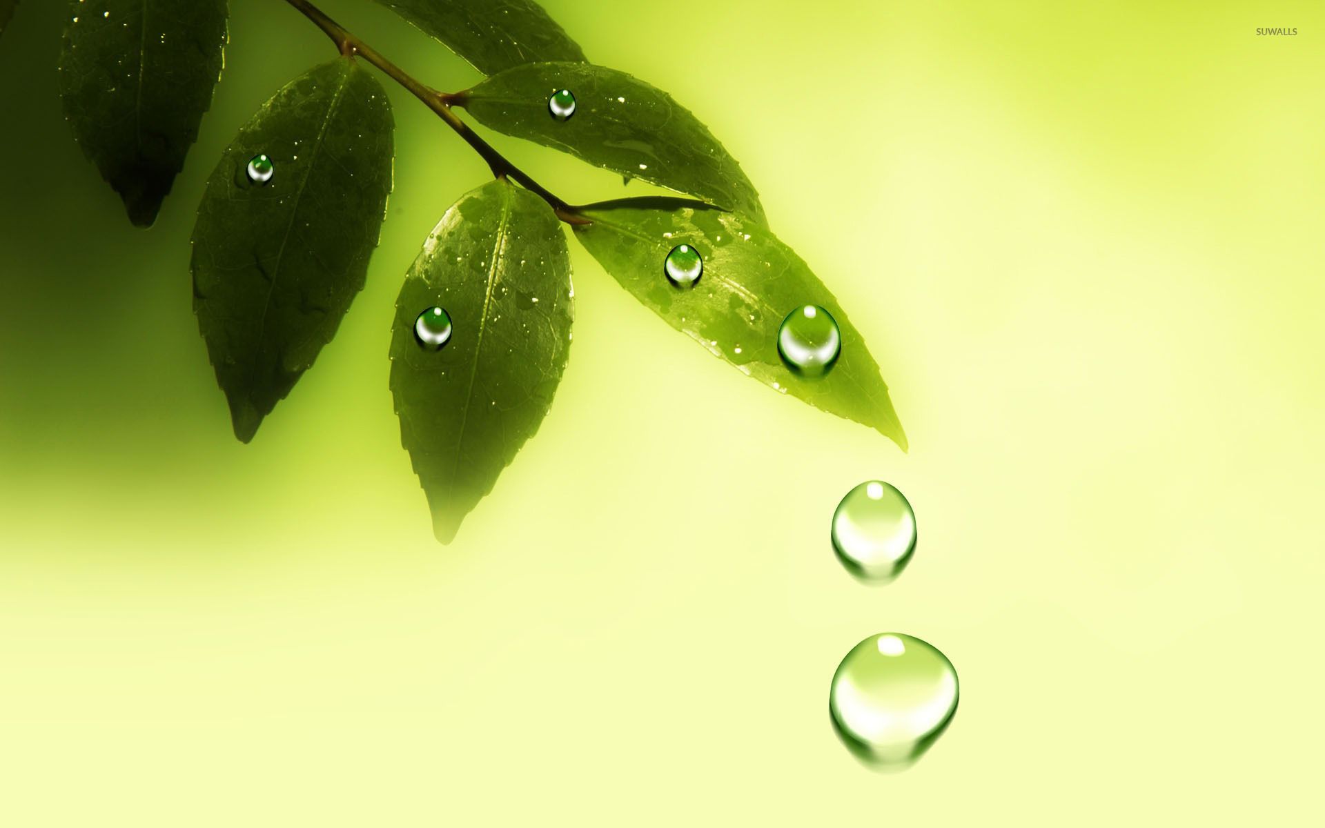 Fondo de pantalla de gotas de agua sobre las hojas - Fondos de pantalla de arte digital - # 20836