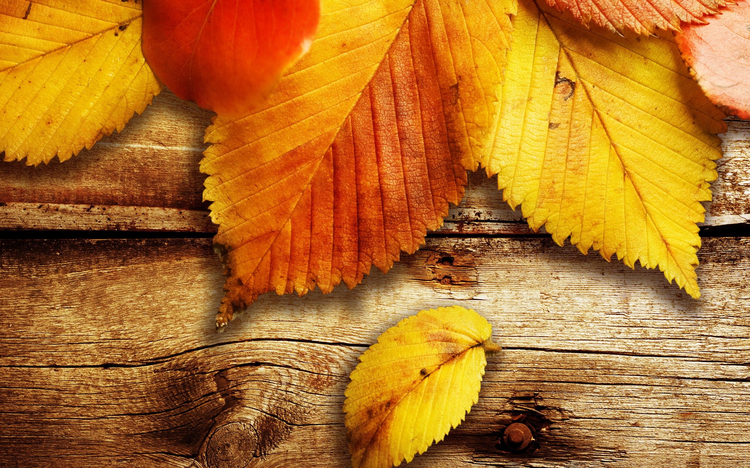 Naturaleza Otoño Temporada Hojas de madera Fondos de pantalla [2560x1600]