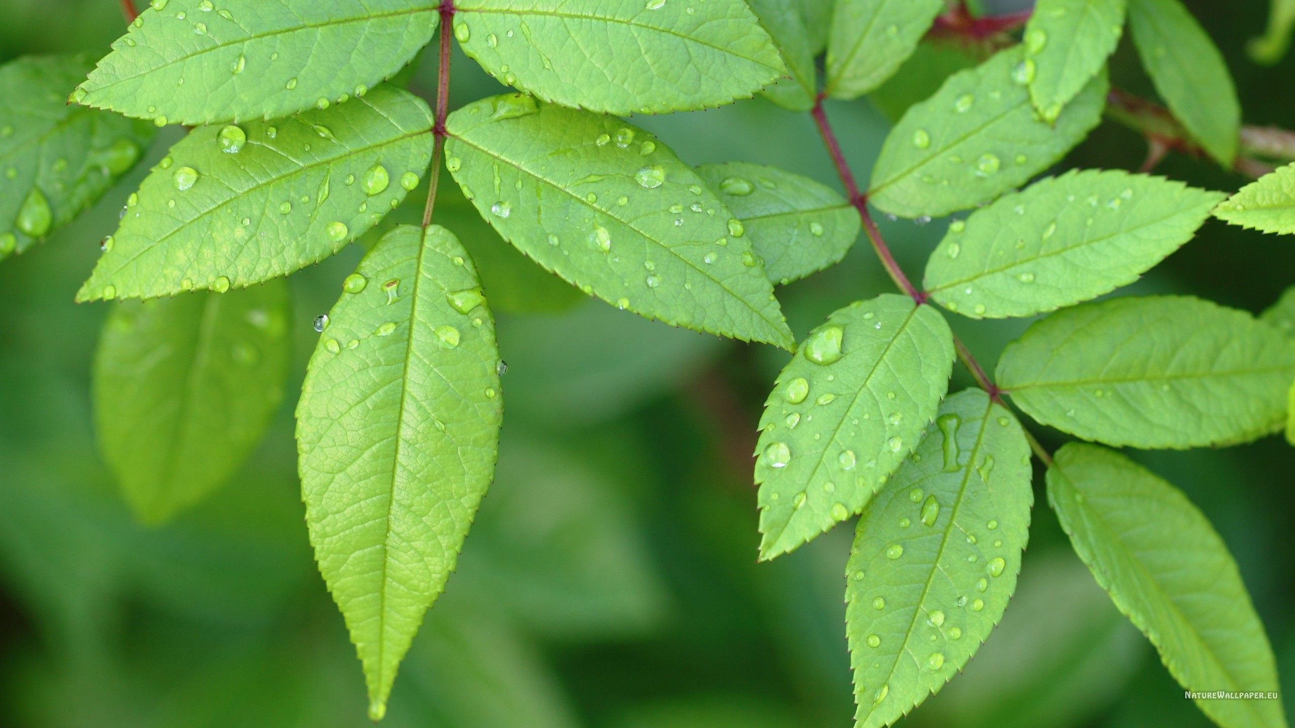 Little Green Leaves Wallpaper HD Fondos de pantalla gratis increíble