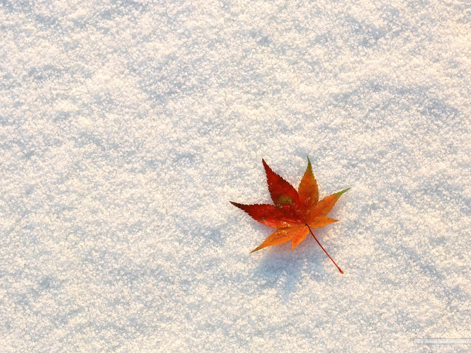 Hojas de otoño Fondos de pantalla 1080p # 8R7Z214 | WallpapersExpert.com