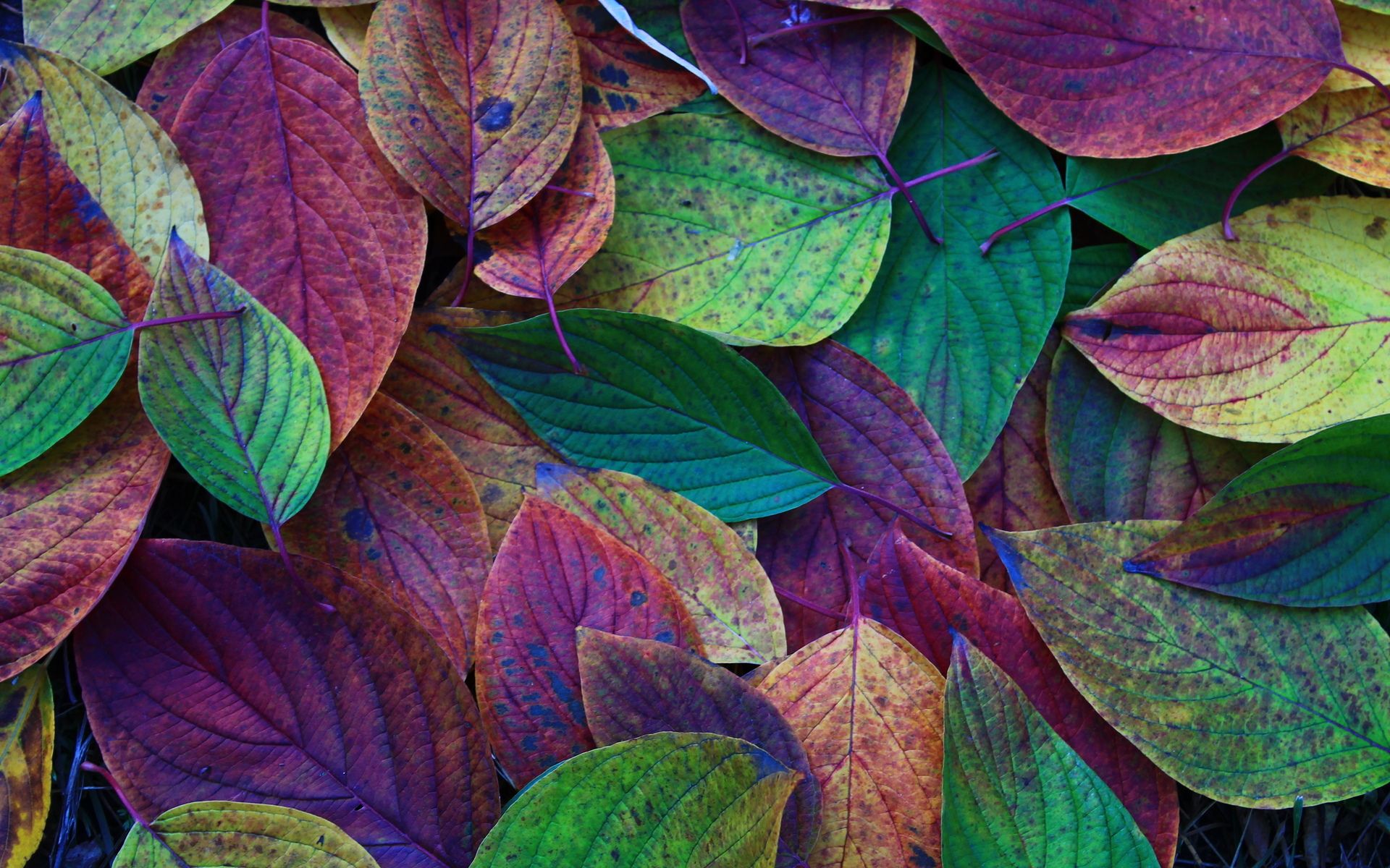 Hojas de colores de fondo de pantalla | 1920x1200 | # 80676