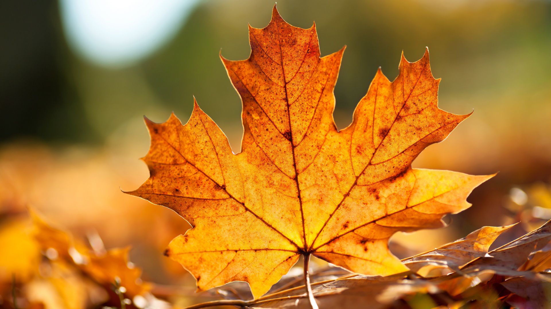 Free HD Fall Wallpapers hace que tu pantalla brille más
