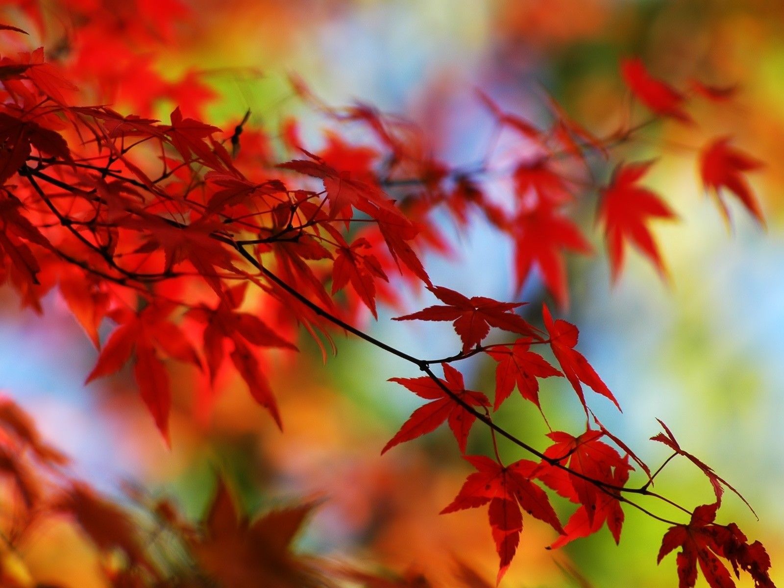 hd-wallpapers-autumn-leaves-wallpaper-wallpapersdesktop-1600 × 1200