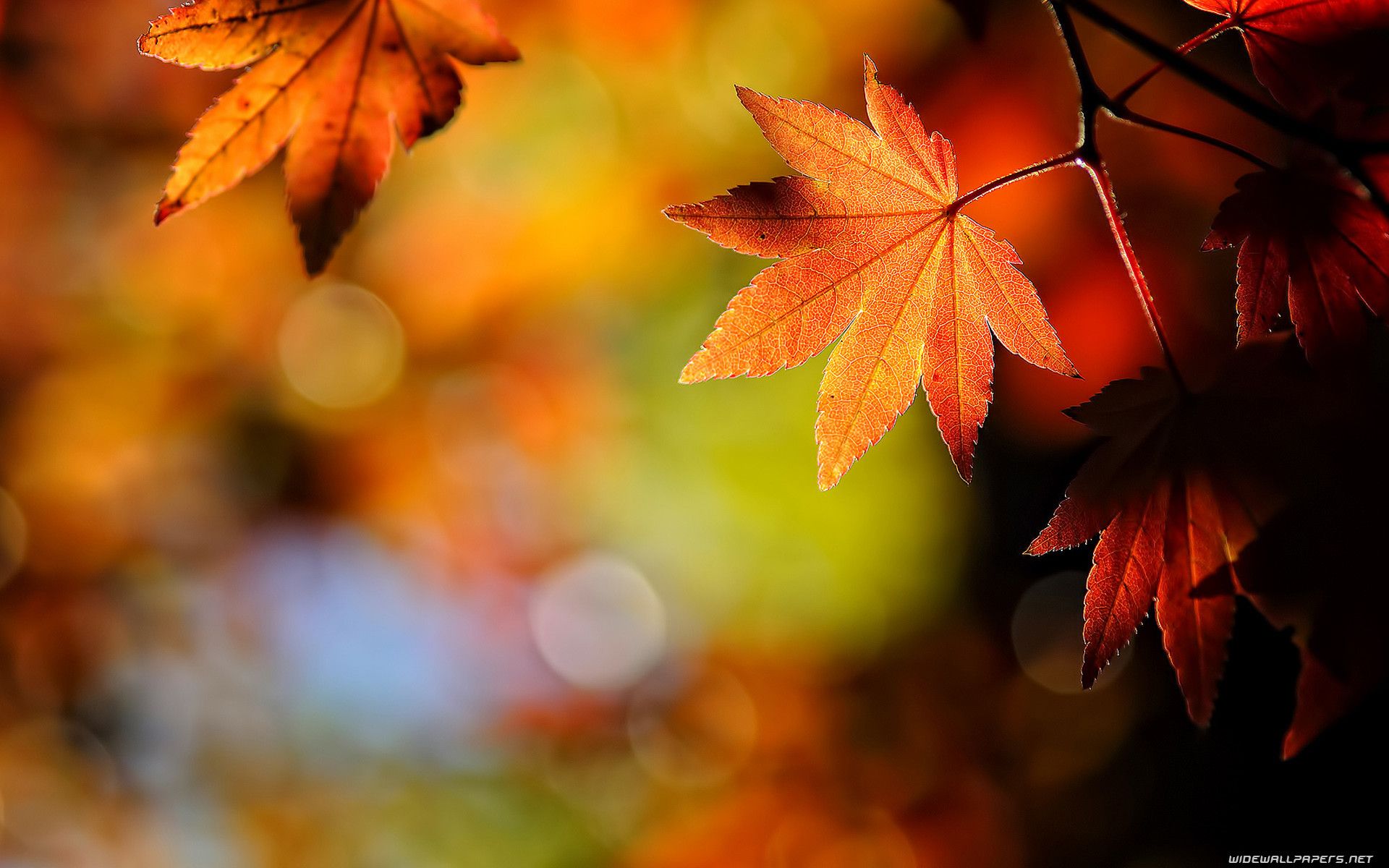 Fondos de hojas de otoño (más de 73 imágenes de fondo)