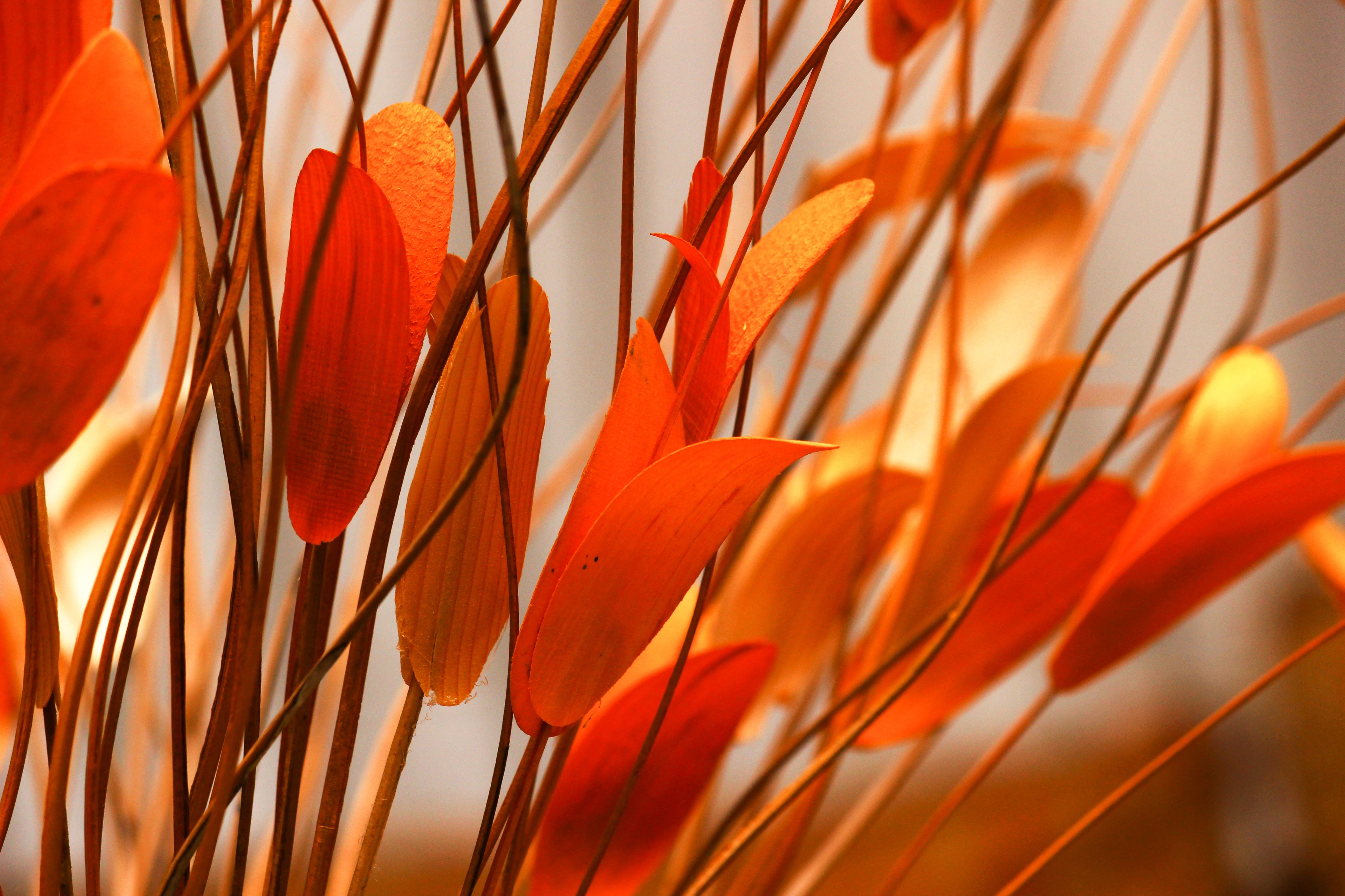 Fondo de pantalla de hojas de naranja 4K 5K de fondo | Fondo de pantalla HD