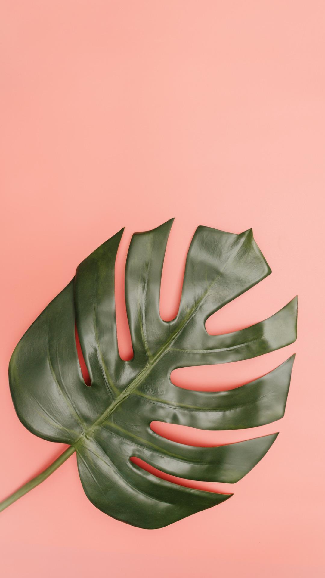 Tropical Palm Leaves Wallpapers para Android - APK Descargar