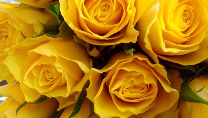 rosas amarillas Wallpaper