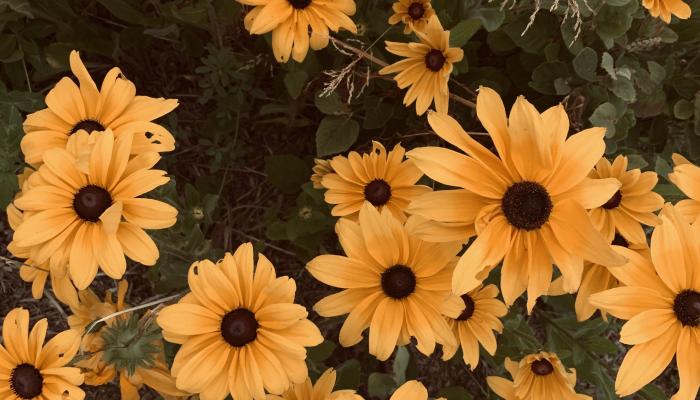 flor amarilla Wallpaper