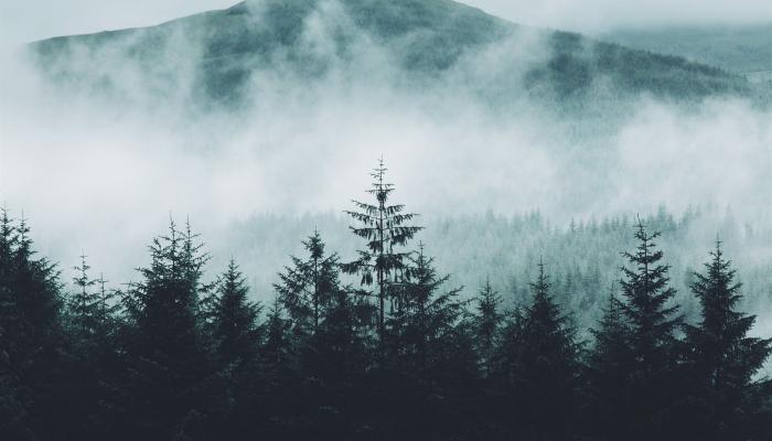 bosques con niebla Wallpaper