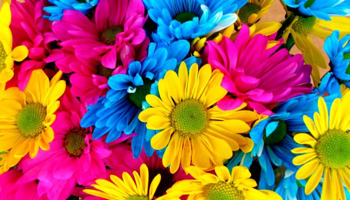 flores de colores Wallpaper