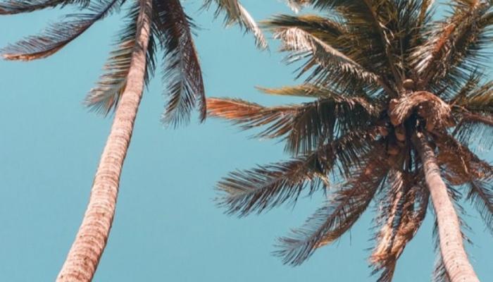 palmeras con viento Wallpaper