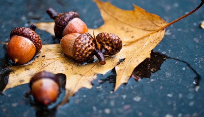 lluvia otoño Wallpaper